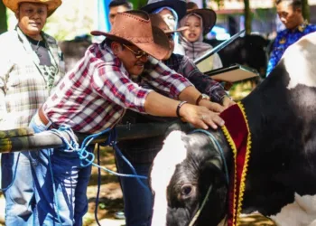 Salatiga Launching QR Peduli Tani Jadi Wadah Konsultasi Petani dan Peternak 25 KONTES SAPI: Wali Kota Salatiga Robby Hernawan menyematkan selempang pemenang kontes ternak yang diselenggarakan di Pusat Kesehatan Hewan (Puskeswan) dan Rumah Potong Hewan (RPH) Kota Salatiga, Kamis 17 Juli 2025. (Prokompim Setda Salatiga/Lingkarjateng.id)