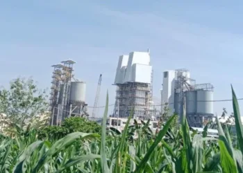 Daun tanaman jagung tampak tebal oleh debu diduga akibat kegiatan pabrik batu kapur PT. Pentawira. (Hanafi/Lingkarjateng.id)