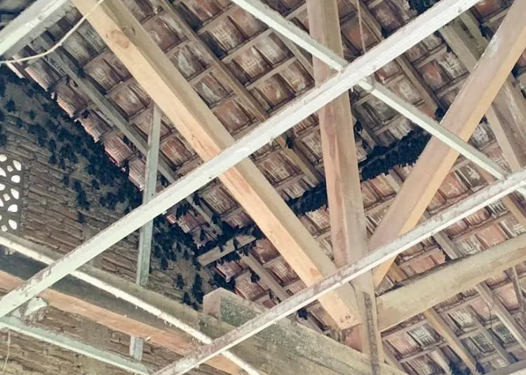 Kondisi Miris SDN di Blora, Jadi Sarang Kelelawar hingga Plafon Ambrol 26 blora 30