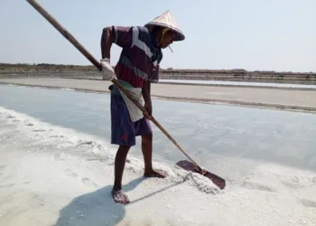 Petani garam di Kecamatan Batangan Kabupaten Pati tengah melakukan produksi di lahannya pada 2024 lalu. (Lingkar Network)
