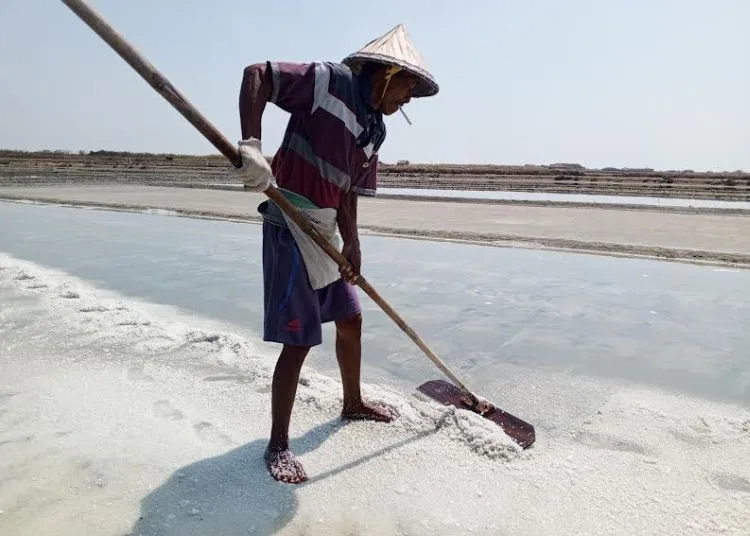 Kemarau Basah, Petani Garam di Pati Diperkirakan Baru Bisa Produksi Agustus 25 Petani garam di Kecamatan Batangan Kabupaten Pati tengah melakukan produksi di lahannya pada 2024 lalu. (Lingkar Network)