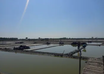 Lahan garam di sepanjang Pantura Kaliori Rembang masih kosong dan terendam air hujan, tampak dua orang petani sedang merapikan lahan, Rabu, 9 Juli 2025. (Muhammad Faalih)