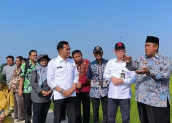 Direktur Jenderal Tanaman Pangan Kementerian Pertanian RI, Yudi Sastro didampingi Wakil Bupati Kendal, Benny Karnadi serta OPD terkait dan pemerintah desa saat melakukan kunjungan di area pesawahan Desa Bangunrejo, Jumat 18 Juli 2025. (Arvian Maulana/Lingkarjateng.id)