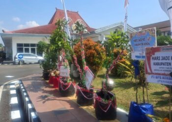 Bupati Kendal Akan Buat Catatan OPD yang Kirim Tanaman Hari Jadi "Seadannya" 26 Tanaman keras yang ditempatkan dalam polybag sebagai pengganti karangan bunga ucapan Hari Jadi ke-420 Kabupaten Kendal, Senin, 28 Juli 2025. (Unggul Priambodo/Lingkarjateng.id)