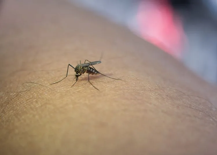 Gejala Chikungunya Muncul di Salatiga, Warga Keluhkan Demam dan Linu Badan 25 Ilustrasi nyamuk chikungunya. (Freepik)