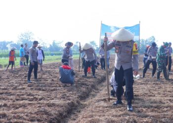 Wakapolres Pekalongan, Kompol M. Nurcholis, bersama jajaran dan kelompok tani saat menanam jagung di lahan baku Desa Kutorejo, Kecamatan Kajen, Kabupaten Pekalongan, pada Sabtu, 26 Juli 2025. (Fahri Akbar/Lingkarjateng.id)