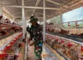 TMMD Kandangmas Kudus Bangun Infrastruktur hingga Program Ketahanan Pangan 29 Anggota TNI dari Kodim 0722/Kudus saat menunjukkan cara berternak ayam untuk mendukung program ketahanan pangan melalui kegiatan TMMD Reguler ke 125 di Desa Kandangmas, Kecamatan Dawe, Kabupaten Kudus, Rabu, 23 Juli 2025. (Nisa Hafizhotus S/Lingkarjateng.id)