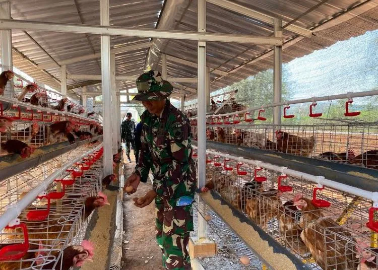 TMMD Kandangmas Kudus Bangun Infrastruktur hingga Program Ketahanan Pangan 25 Anggota TNI dari Kodim 0722/Kudus saat menunjukkan cara berternak ayam untuk mendukung program ketahanan pangan melalui kegiatan TMMD Reguler ke 125 di Desa Kandangmas, Kecamatan Dawe, Kabupaten Kudus, Rabu, 23 Juli 2025. (Nisa Hafizhotus S/Lingkarjateng.id)