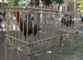 Kontes Ayam Pelung di Pekalongan Kenalkan Unggas dengan Suara Khas 33 LOMBA: Suasana kontes suara ayam pelung dalam ajang Kongber Rapopo ke-4 di Desa Duwet, Kecamatan Bojong, Kabupaten Pekalongan, Minggu, 3 Agustus 2025. (Fahri Akbar/Lingkarjateng.id)