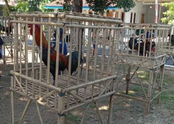 LOMBA: Suasana kontes suara ayam pelung dalam ajang Kongber Rapopo ke-4 di Desa Duwet, Kecamatan Bojong, Kabupaten Pekalongan, Minggu, 3 Agustus 2025. (Fahri Akbar/Lingkarjateng.id)