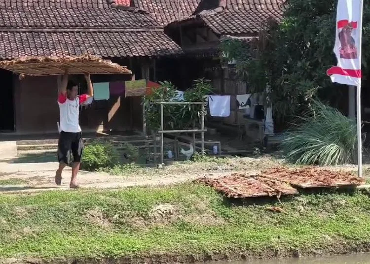 POTRET: Petani tembakau di Desa Kedunggading, Kecamatan Ringinarum, Kabupaten Kendal saat menjemur tembakau yang telah dipetik. (Arvian Maulana/Lingkarjateng.id)