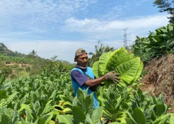 Punya Potensi Pasar Tinggi, Kudus Budi Daya Tembakau Srumpung 29 PANEN: Petani tembakau memetik tembakau di lahan Desa Menawan, Kecamatan Dawe, Kabupaten Kudus. (Fahtur Rohman/Lingkarjateng.id)