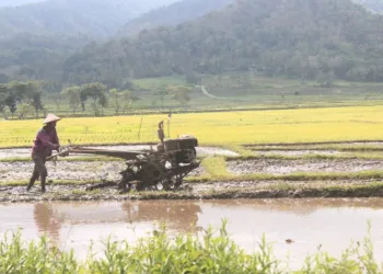 Sampah di Kali Kutowinangun Salatiga Berpotensi Cemari Lahan Pertanian 28 ILUSTRASI: Petani sedang membajak sawah. (Canva/Lingkarjateng.id)