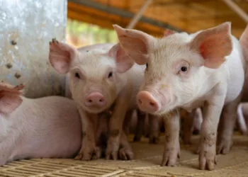 ILUSTRASI: Peternakan babi. (Canva/Lingkar.news)