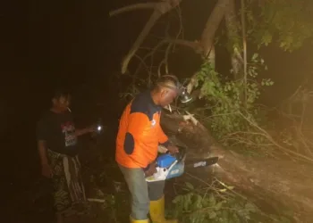 Personel BPBD Demak melakukan evakuasi pohon tumbang, Minggu malam, 3 Agustus 2025. (Dok. BPBD Demak)