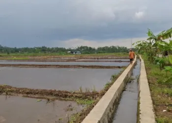 Area persawahan di wilayah Desa Pabelan, Kecamatan Pabelan. (Hesty Imaniar/Lingkarjateng.id)