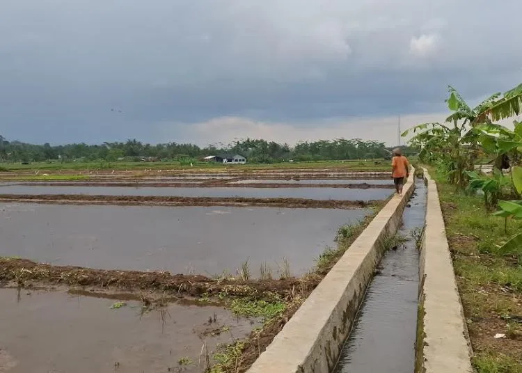 200 Kilometer Irigasi Rusak, Ini Langkah Pemkab Semarang 25 Area persawahan di wilayah Desa Pabelan, Kecamatan Pabelan. (Hesty Imaniar/Lingkarjateng.id)