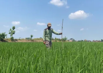 Seorang Petani di Desa Banget, Kaliwungu, Kudus sedang menyemai padi pada Senin, 11 Agustus 2025. (Mohammad Fahtur Rohman/Lingkarjateng.id)