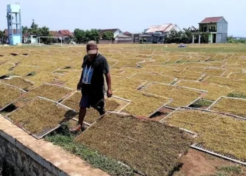Petani tembakau di Ngampel, Kendal saat menjemur tembakau rajangan. (Arvian Maulana/Lingkarjateng.id)