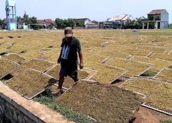 Ilustrasi: Petani tembakau di Kendal yang sedang menjemur tembakau rajangan. (Dok. Pribadi/Lingkarjateng.id)
