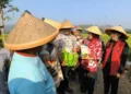 Lahan Padi di Kendal Diserang Hama Jamur, Pemkab Beri Bantuan Fungisida 29 Bupati Kendal, Dyah Kartika Permanasari didampingi Kepala Dispertan Kendal saat meninjau lokasi persawahan di Desa Sidomukti, Kecamatan Weleri, Selasa, 23 September 2025. (Arvian Maulana/Lingkarjateng.id)