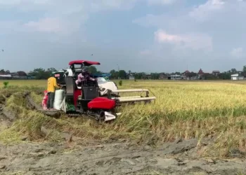 Petani di Kabupaten Demak sedang melakukan panen padi pada MT ketiga baru-baru ini. (M. Burhanuddin Aslam/Lingkarjateng.id)