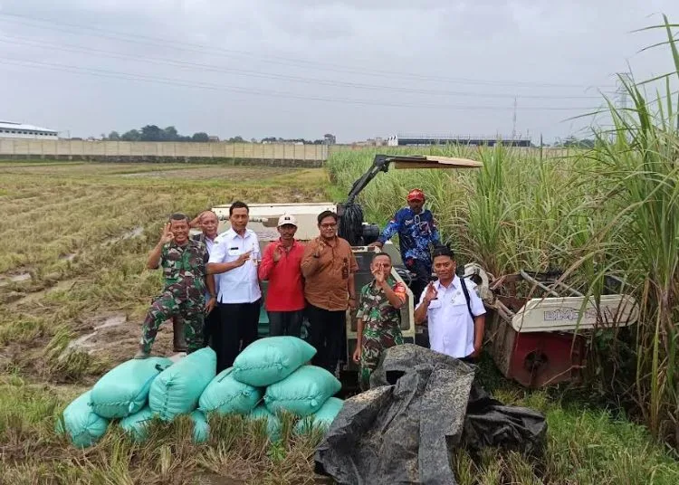 Penyuluh Pertanian Pemkab Kudus Ditarik Jadi ASN Kementan Mulai 2026 25 Para penyuluh pertanian sedang menjalankan tugas di wilayah binaan area persawahan Kabupaten Kudus beberapa waktu lalu. (Nisa Hafizhotus Syarifa/Lingkarjateng.id)