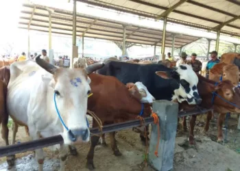 Pasar hewan di Kabupaten Blora. (Eko Wicaksono/Lingkarjateng.id)
