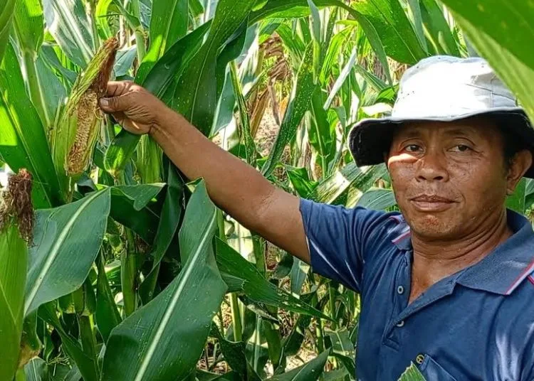 Hama Tikus Serang Lahan Pertanian di Blora, Petani Diminta Melapor ke PPL 25 Seorang petani jagung di Kabupaten Blora saat menunjukkan jagung yang dimakan tikus. (Hanafi/Lingkarjateng.id)