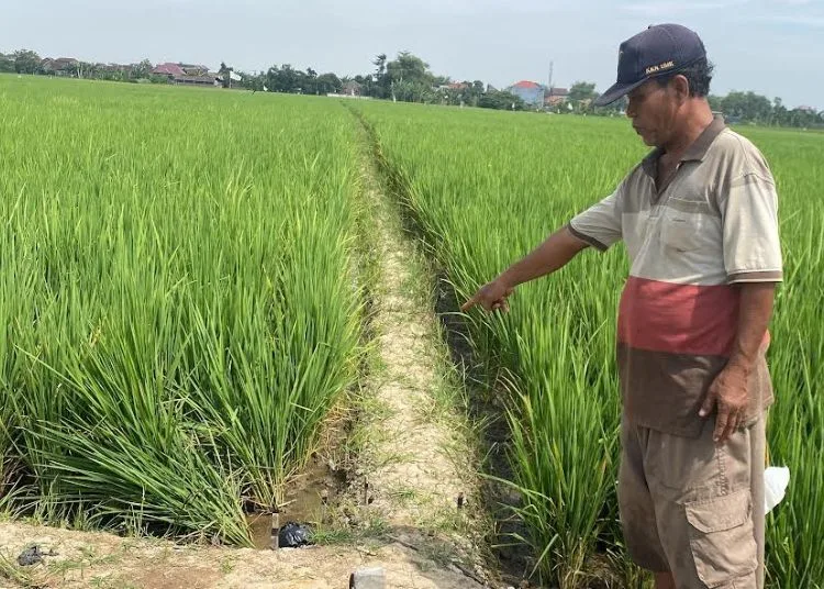 Seorang Nenek di Kudus Ditemukan Tewas Diduga Tersengat Jebakan Tikus 25 Lokasi korban yang ditemukan tewas tergeledak akibat diduga tersengat listrik di area persawahan Kaliwungu Kudus, Senin, 8 September 2025. (Fahtur Rohman/Lingkarjateng.id)