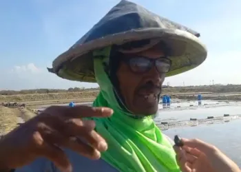 Parimin (70) petani garam asal Desa Kedungwatu, Kecamatan Sumber, Rembang saat diwawancarai wartawan di tambak garamnya, Rabu, 3 September 2025. (Muhammad Faalih/Lingkarjateng.id)