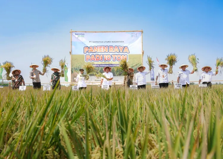 Pemprov Jateng Dukung Lomba Panen Padi 10 Ton per Hektare di Demak 26 Panen padi di Demak