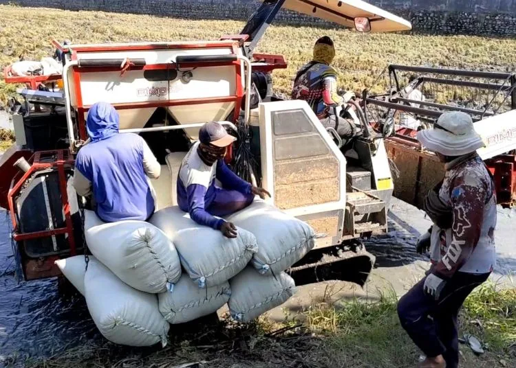 Pemkab Demak Maksimalkan Potensi Pertanian Dukung Ketahanan Pangan2