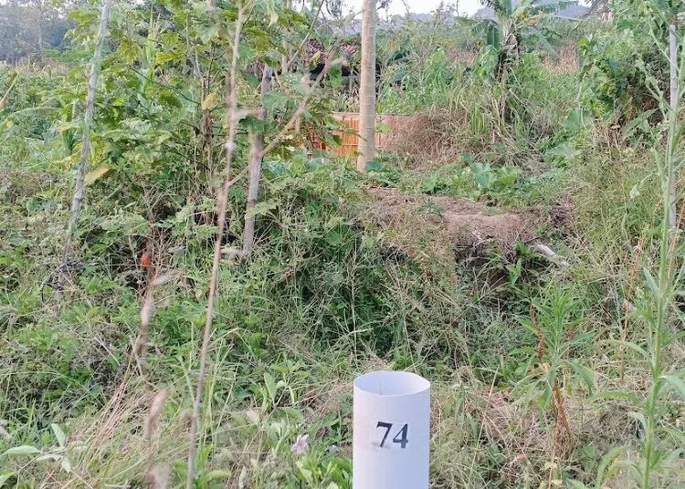 Tersangka Ledakan Sumur Minyak Ilegal di Blora Segera Jalani Proses Hukum 25 Pipa paralon tampak terpasang di area pengeboran dan diduga menjadi penanda titik sumur minyak baru di Dukuh Gendono, Desa Gandu, Kabupaten Blora. (Eko Wicaksono/Lingkarjateng.id)
