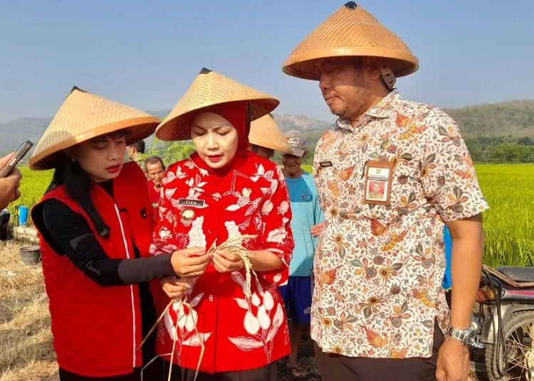 Sister City dengan Sue Machi, Bupati Kendal Dorong Petani Tanam Padi Organik 25 Bupati Kendal Dyah Kartika Permanasari saat mengunjungi petani di Desa Sidomukti Weleri. (Anik Kustiani/Lingkarjateng.id)