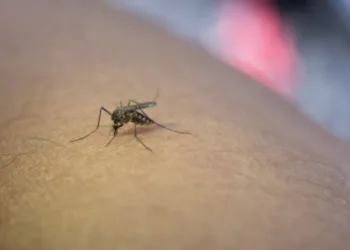 Ilustrasi nyamuk penyebab DBD. (Freepik)