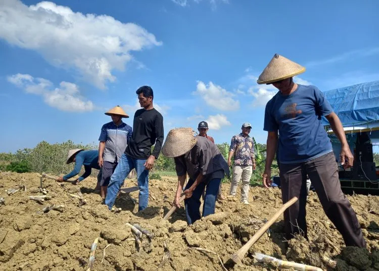Petani Rembang Diminta Buka 5.000 Hektare Lahan Tebu untuk Bangun Pabrik Gula 25 Pelaksanaan kick off Bongkar Ratoon yang digelar di Desa Kerep, Kecamatan Sulang, Kabupaten Rembang, Kamis, 16 Oktober 2025. (Muhammad Faalih/Lingkarjateng.id)
