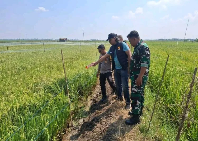 Warga Gadingrejo Pati Ditemukan Tewas Tersengat Jebakan Tikus di Sawah 25 Polisi saat melakukan olah TKP di area persawahan yang menewaskan Warga Desa Gadingrejo, Kecamatan Juwana, Kabupaten Pati akibat jebakan listrik, Jumat, 3 Oktober 2025. (Lingkar Network)