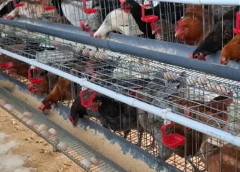 Salah satu peternakan ayam petelur di Kecamatan Getasan, Kabupaten Semarang. (Hesty Imaniar/Lingkarjateng.id)