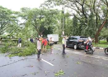 Petugas gabungan membersihkan batang pohon yang tumbang dan menutup ruas Jalan Lingkar Selatan (JLS) di Kecandran, Kota Salatiga, Selasa, 4 November 2025. (Humas Polres Salatiga/Lingkarjateng.id)
