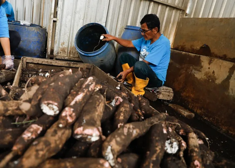 Gubernur Jateng Dukung Kampung Singkong Salatiga Dikembangkan Jadi Destinasi Wisata 26 Pelau UMKM di Kampung Singkong Salatiga