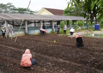 Para pekerja menanam benih padi dan sorgum di Balai Budidaya Ikan (BBI) Pulutan. (Instagram @pemkotsalatiga/Lingkarjateng.id)