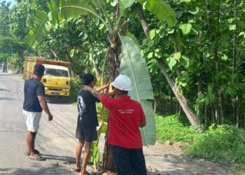 Warga Tanam Pisang di Jalan Desa Ledok Blora yang Rusak Akibat Kendaraan Berat