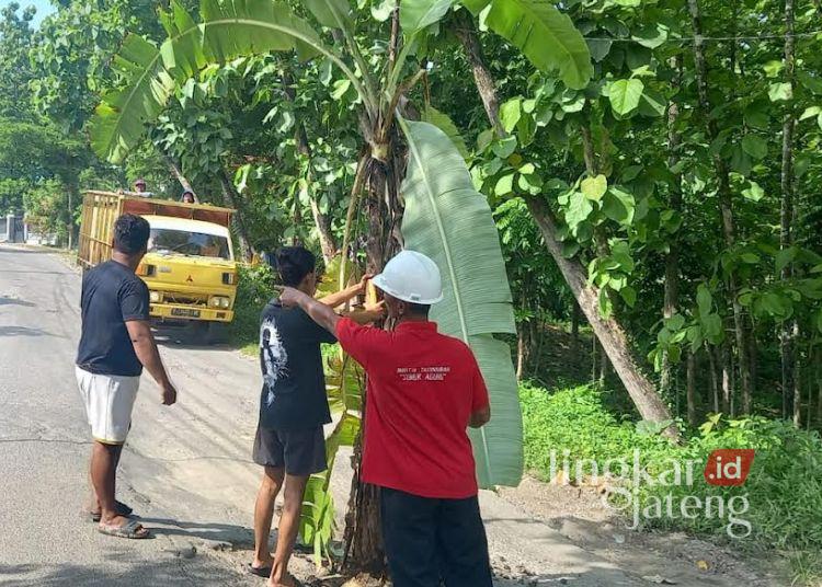 Warga menanam pisang di tengah jalan Desa Ledok, Kecamatan Sambong, Kabupaten Blora pada Kamis, 27 November 2025. (Dokumentasi untuk Lingkarjateng.id)