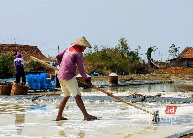 Petani garam sedang menggarap lahan garam di Desa Bulakbaru, Kecamatan Kedung, Jepara. (Dok. DPMPTSP/Lingkarjateng.id)