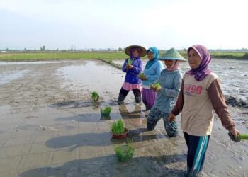 ILUSTRASI: Pertanian organik di Desa Bajo, Kedungtuban, Blora. (Pemkab Blora/Lingkarjateng.id)