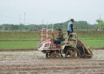 Bantuan Alsintan Gratis di Rembang, Pelaku Pungli Bisa Kena Sanksi 25 ILUSTRASI: Petani mengoperasikan traktor. (Dok. Lingkarjateng.id)