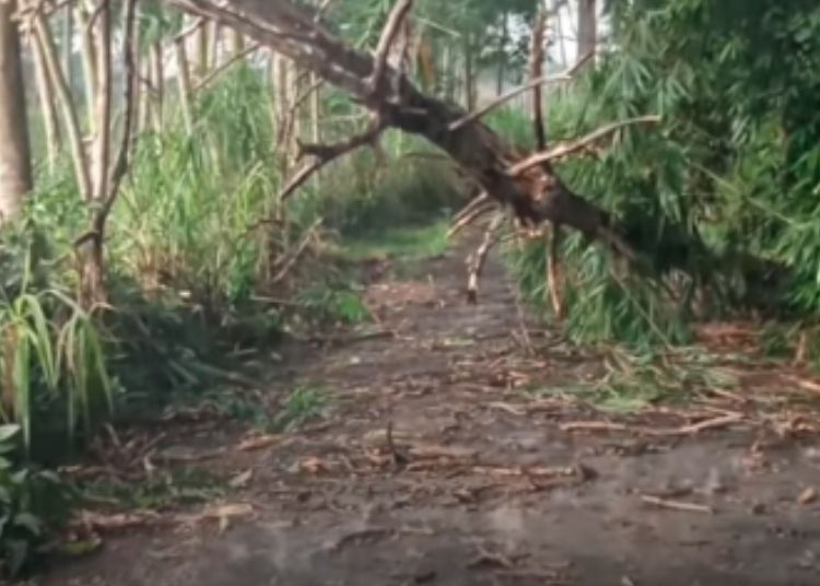 Desa Somosari Jepara Masuk Wilayah Rawan Bencana, BPBD Petakan Jalur Evakuasi 25 ILUSTRASI: Pohon tumbang akibat diterjang angin dan hujan deras. (BPBD Jepara/Lingkarjateng.id)