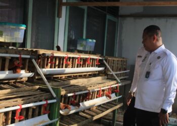 Kepala Kantor Wilayah Direktorat Jenderal Pemasyarakatan (Ditjenpas) Jawa Tengah, Mardi Santoso, meninjau program ketahanan pangan yang dikembangkan Rutan Blora pada Sabtu, 29 November 2025. (Kemenkumham Jateng/Lingkarjateng.id)