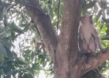 Penampakan monyet liar yang meresahkan permukiman warga Desa Jrebengkembang, Kecamatan Karangdadap, Kabupaten Pekalongan. (Polsek Karangdadap/Lingkarjateng.id)